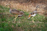 Dytik dvoupruhy - Burhinus bistriatus - Double-striped Thick-knee o9594